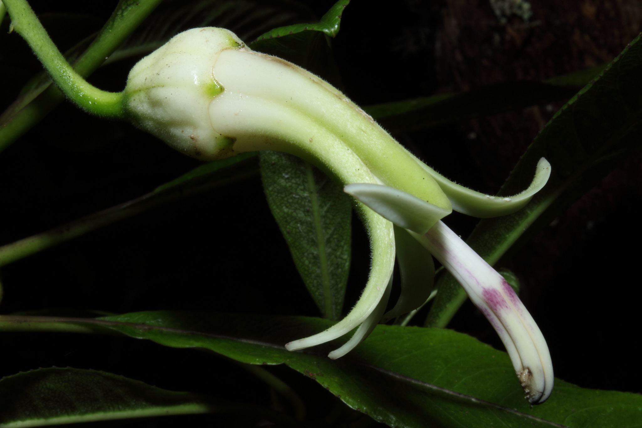Clermontia clermontioides ssp. clermontioides