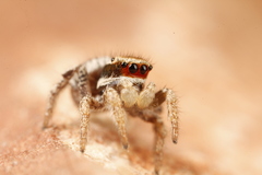 Habronattus arcalorus