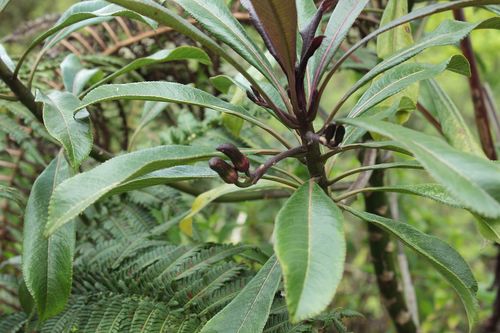 Kohala Mountain clermontia (Clermontia drepanomorpha)