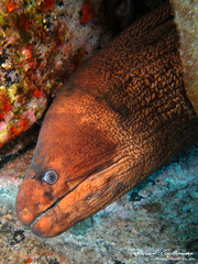 Brown Moray photo 2