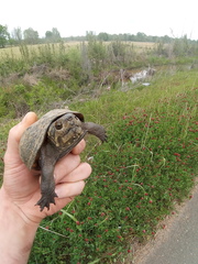 Kinosternon subrubrum