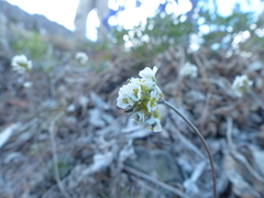 Draba cinerea