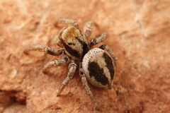 Habronattus arcalorus