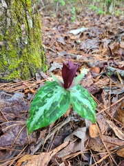 Trillium underwoodii