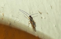 Braconidae