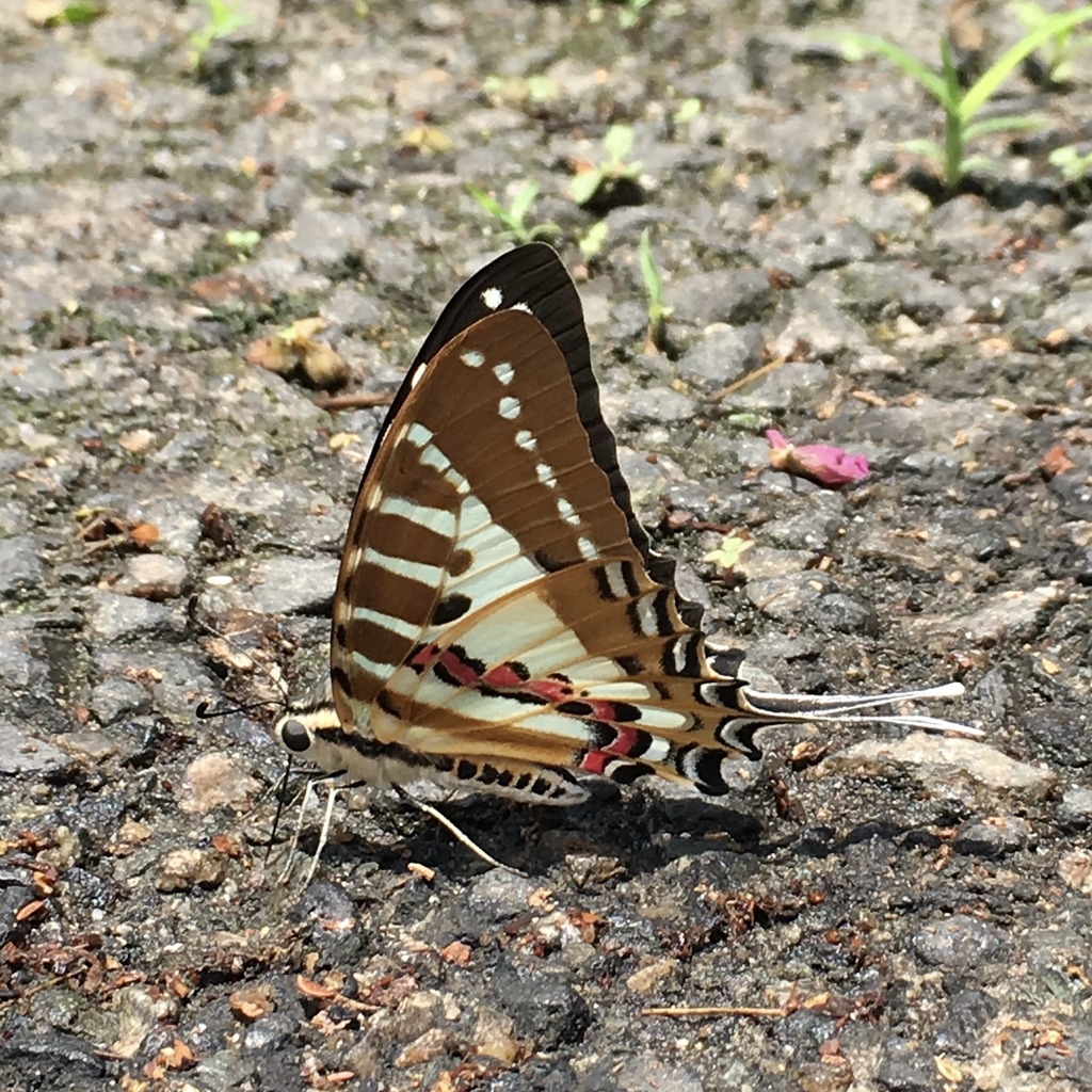 Spot Swordtail from Jiyang District, Sanya, Sanya, Hainan, China on ...