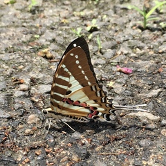 Graphium nomius