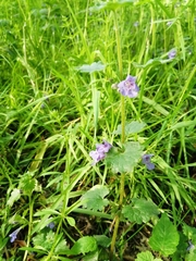 Glechoma hederacea