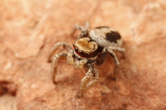 Habronattus arcalorus