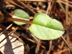 Trigonotis radicans sericea