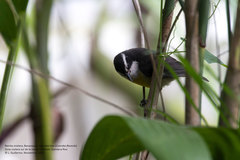 Coereba flaveola caboti