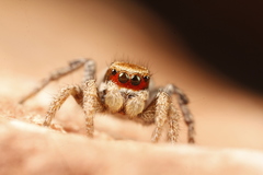 Habronattus arcalorus