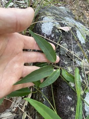 Leichhardtia fraseri