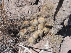 Mammillaria rhodantha