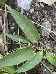 Leichhardtia fraseri