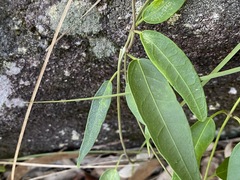 Leichhardtia fraseri
