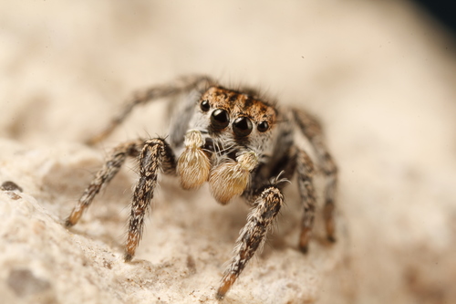 Habronattus venatoris