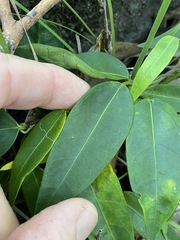 Leichhardtia fraseri