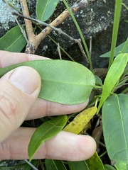 Leichhardtia fraseri