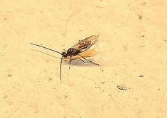 Braconidae