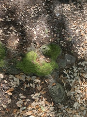 Bryoerythrophyllum columbianum