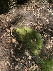 Bryoerythrophyllum columbianum