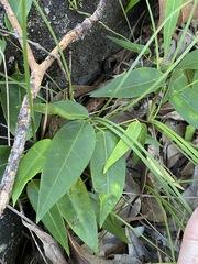 Leichhardtia fraseri