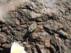 Copestylum marginatum