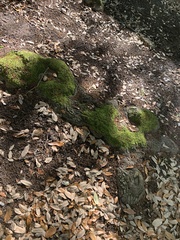 Bryoerythrophyllum columbianum