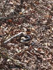 Pantherophis alleghaniensis