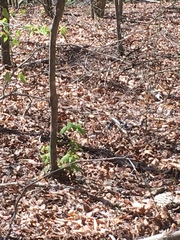 Pantherophis alleghaniensis