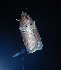 Acleris celiana