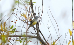 Serpophaga subcristata