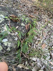 Leichhardtia fraseri