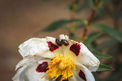 Chasmatopterus