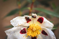 Chasmatopterus