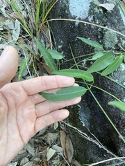 Leichhardtia fraseri