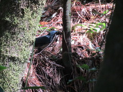 Melanotis hypoleucus