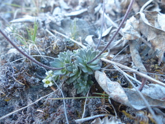 Draba cinerea