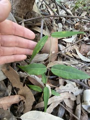 Leichhardtia fraseri