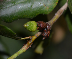 Callirhytis carmelensis