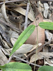 Leichhardtia fraseri