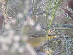 Leiothlypis celata