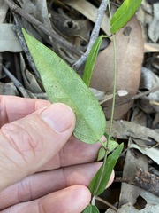 Leichhardtia fraseri