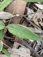 Leichhardtia fraseri