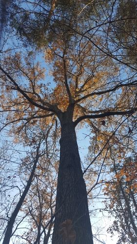 southern red oak