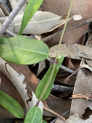 Leichhardtia fraseri