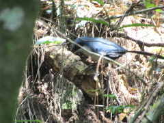 Melanotis hypoleucus