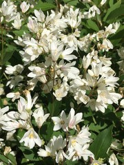 Deutzia gracilis
