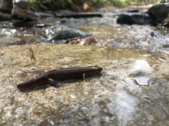 Desmognathus planiceps